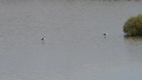 Stilt birds in the pond Video stock 241079574