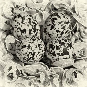 Stilt eggs Stock Photos