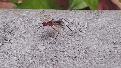 Stilt fly Stock Footage 166461663