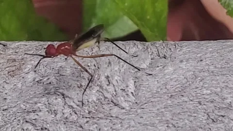 Stilt fly Stock Footage 166461664