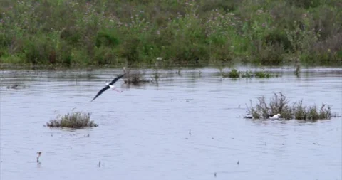 Stilt flying landing Stock Footage 281163032