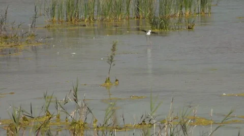 Stilt 스톡 동영상 725360