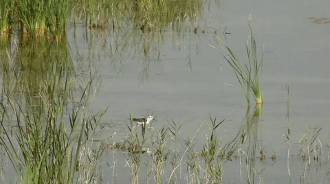 Stilt 库存影片 735147