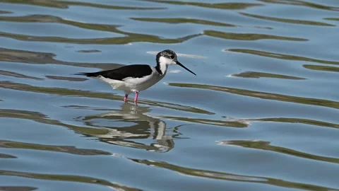 The stilt, Himantopus himantopus Stock Footage 320136860