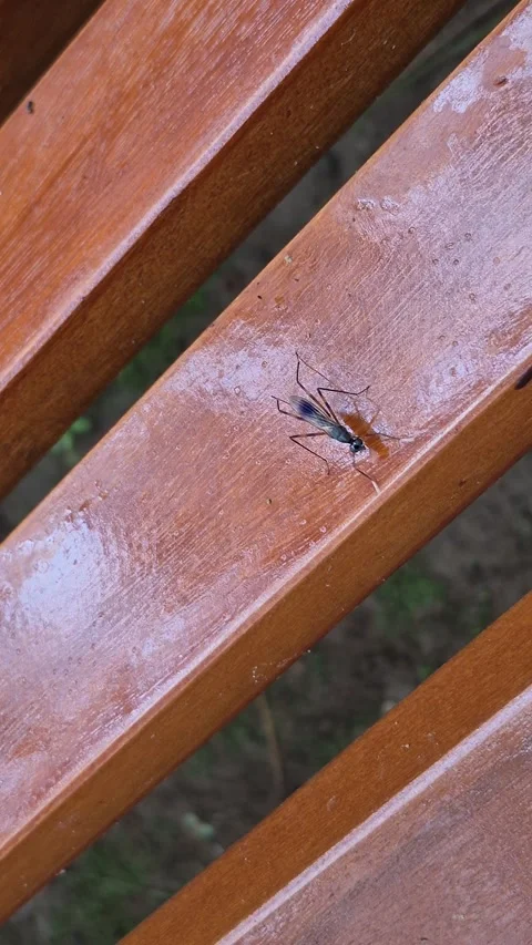 Stilt legged flies 스톡 동영상 329655214