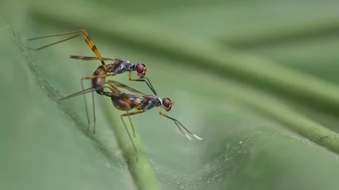 Stilt Legged Fly mating activity Video stock 83311114