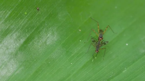 Stilt Legged Fly mating activity Video stock 83553873