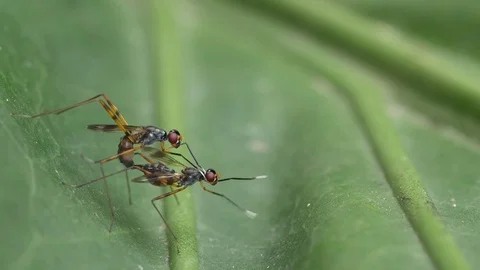 Stilt Legged Fly mating Stock Footage 83311255