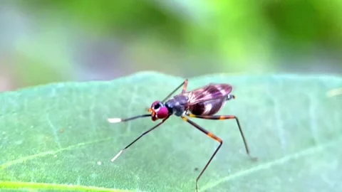 Stilt-legged fly or Taeniaptera lasciva is a species of stilt-legged fly in the Stock Footage 257883614