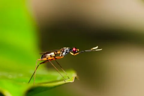 Stilt legged fly Stock Photos