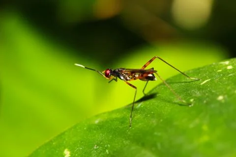 Stilt legged fly Stock Photos