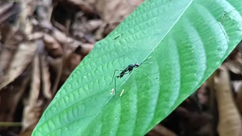 Stilt-legged Fly Walking on a Vibrant Green Leaf Stockbeeldmateriaal 331842343