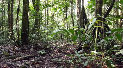 Stilt root palms in the rainforest under... | Stock Video | Pond5