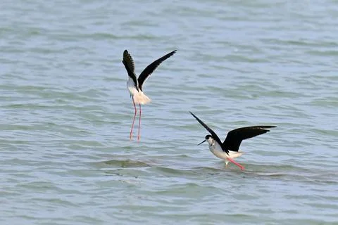 Stilt Runners in Dynamic Flight and Landing Over Water Fotos de archivo