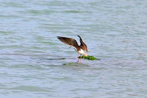 Stilt Runners in Dynamic Flight and Landing Over Water Фото