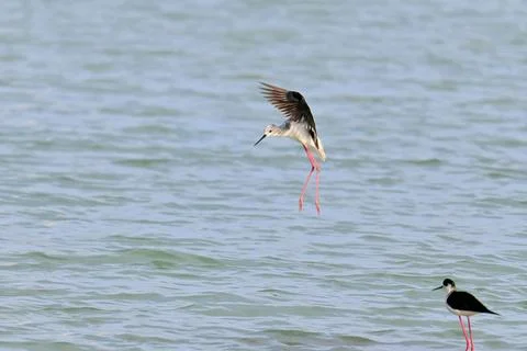 Stilt Runners in Dynamic Flight and Landing Over Water Fotos Stock