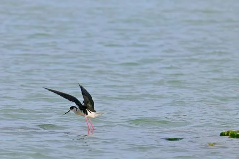Stilt Runners in Dynamic Flight and Landing Over Water Fotos de archivo