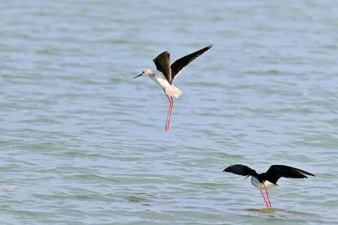 Stilt Runners in Dynamic Flight and Landing Over Water Fotos Stock