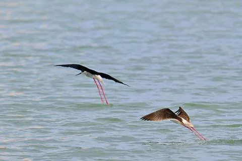 Stilt Runners in Dynamic Flight and Landing Over Water Stockfoto's