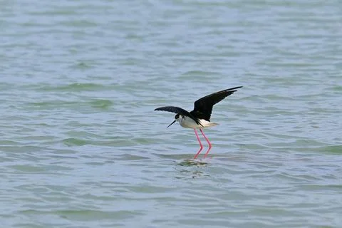 Stilt Runners in Dynamic Flight and Landing Over Water Fotos Stock