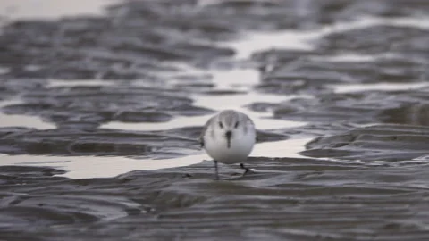 Stilt walker or calidris alba bird Video stock 147342259