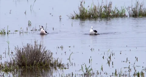 Stilt water bathing Stock Footage 281163035