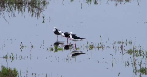 Stilts water Stock Footage 281163002