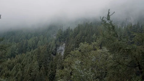 Stimmungsvoller Wald Stock Footage