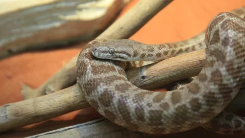 Stimson's python snake Stock Footage 144574649