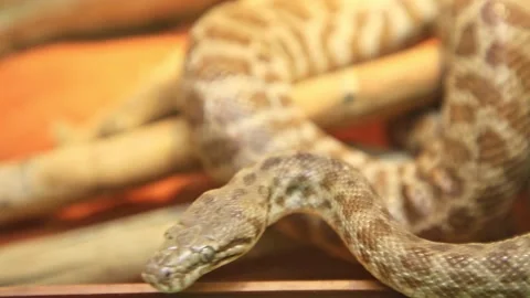 Stimson's python snake Stock Footage 146675155