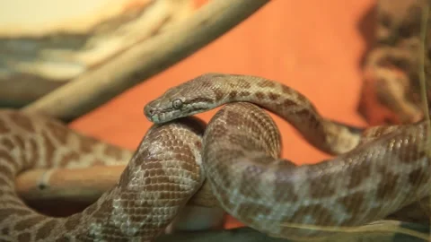 Stimson's python snake Stock Footage 146675294