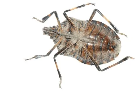 Sting bug Foto stock