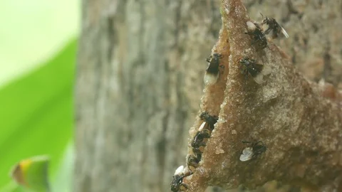 Sting less bee move around their hive Stock Footage 98836602