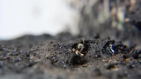 Sting-less bees Stock Footage 146997595