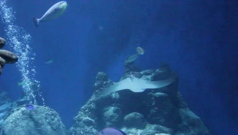 Sting ray and Blue groper fish swim past underwater - stock footage video Stock Footage 87299850