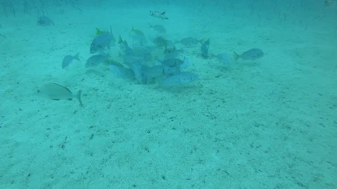 Sting ray and fish digging in the sand - underwater long shot Stock Footage 107885775