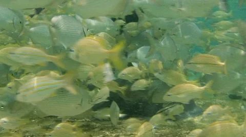 Sting Ray and School of Fish Stock Footage 10922093