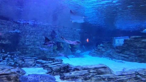 Sting ray Aquarium Stock Footage 162871773