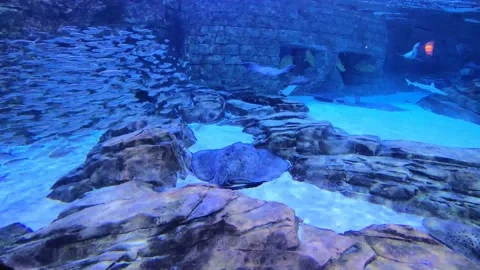 Sting Ray Aquarium Stock Footage 162871783
