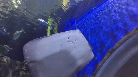 Sting Ray at an aquarium HD  Stock-Footage 68710106