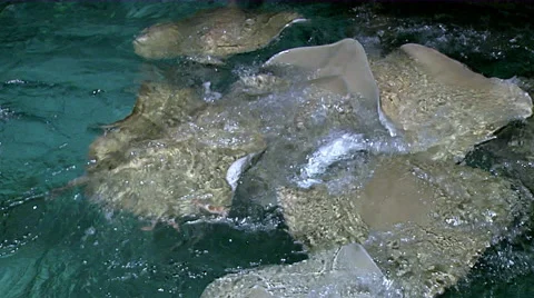 Sting Ray Being Fed Stock Footage 53243101