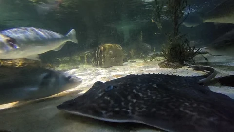 Sting ray chillin at the bottom of his aquarium 動画素材 237593640