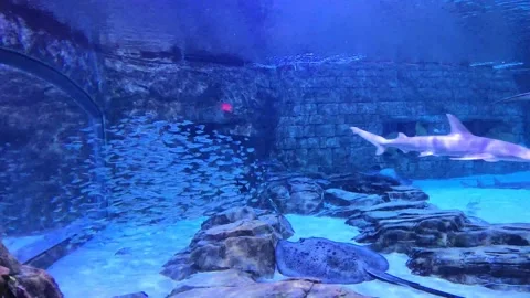 Sting Ray City Stock Footage 162871787