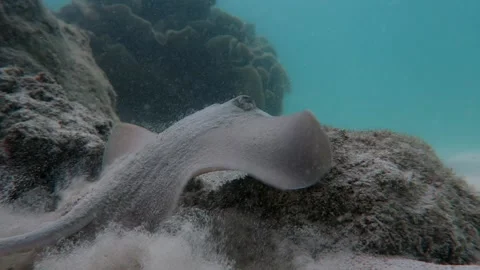 Sting Ray close to action slow turn and swim away Stock Footage 158472233