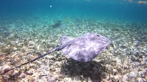 Sting Ray up close Video stock 168530911