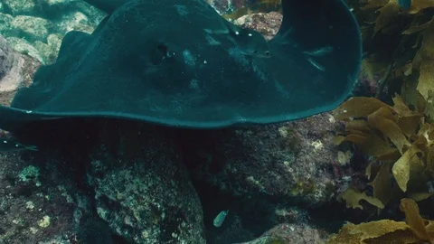 Sting Ray Close Underwater Slow Motion Stock Footage 106856611