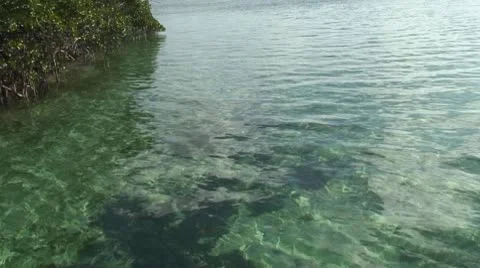 Sting Ray in the creek Stock Footage 10754055