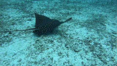 Sting ray during diving Galapagos Video stock 107885618