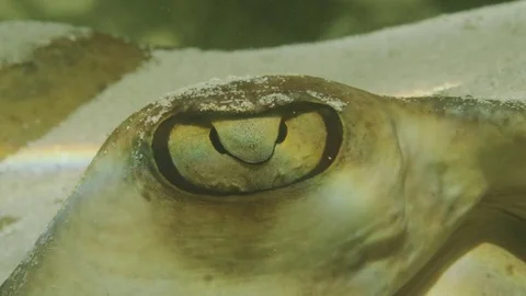 Sting Ray Eye - Close up - Macro Stock Footage 83634704