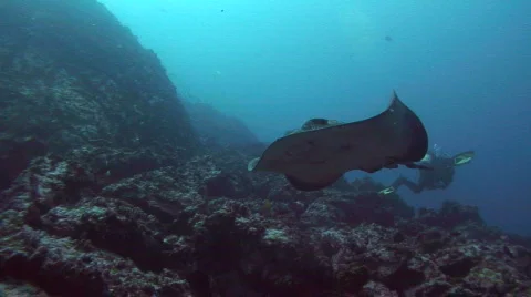 Sting Ray  Stock Footage 239293